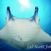 ray_manta_han_baa_h_0200_mal0929.jpg